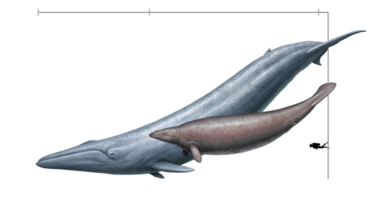 Article Spotlight: Downsizing a heavyweight: factors and methods that revise weight estimates of the giant fossil whale Perucetus colossus