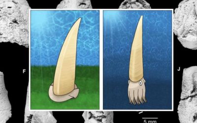 Article Spotlight: Plectronoceratids (Cephalopoda) from the latest Cambrian at Black Mountain