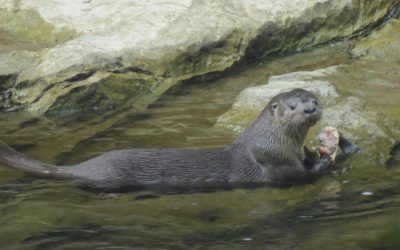 Article Spotlight: Carnivore coexistence without competition