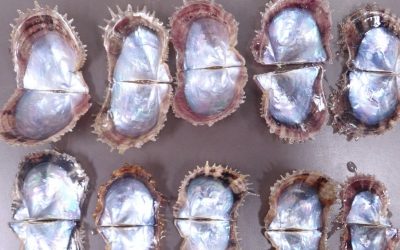 Article Spotlight: A novel birnavirus identified as the causative agent of summer atrophy of pearl oyster