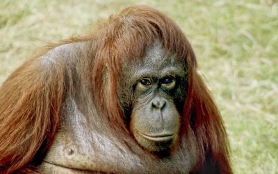 Article Spotlight: Scientists Unlock Mysteries of Orangutan Communication