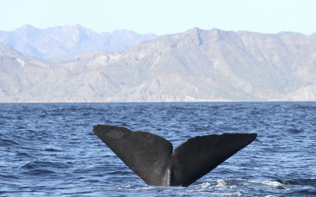 Article Spotlight: The departure of sperm whales in response to the declining jumbo squid population