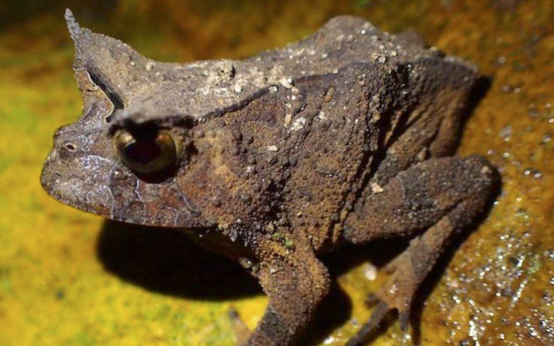 Article Spotlight: Combining citizen science, phylogenetics, and bioacoustics to inform taxonomy and conservation of the Near Threatened Proceratophrys paviotii