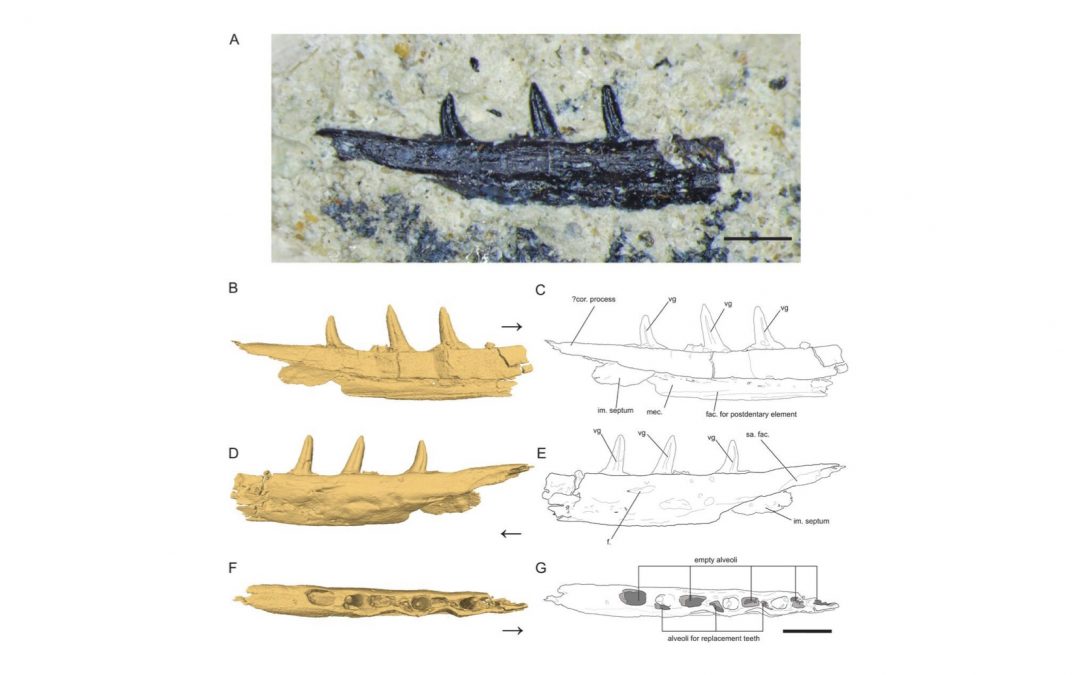 Article Spotlight: A small venomous reptile from the Late Triassic (Norian) of the southwestern United States