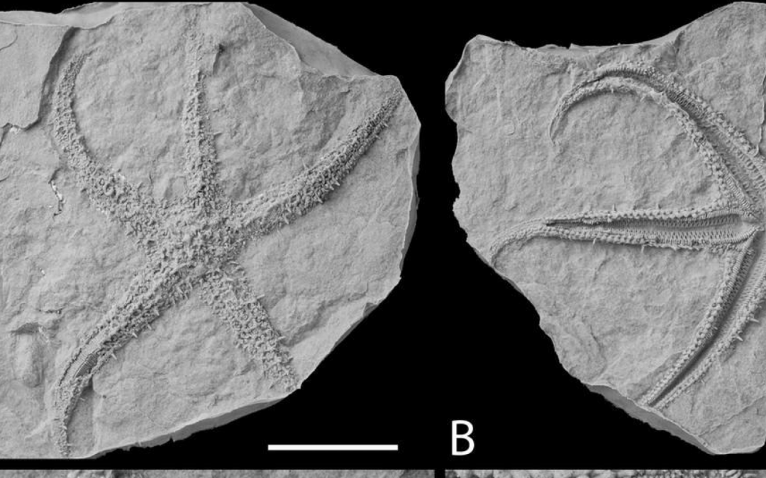 Article Spotlight: Phylogenetic and taxonomic revisions of Jurassic sea stars