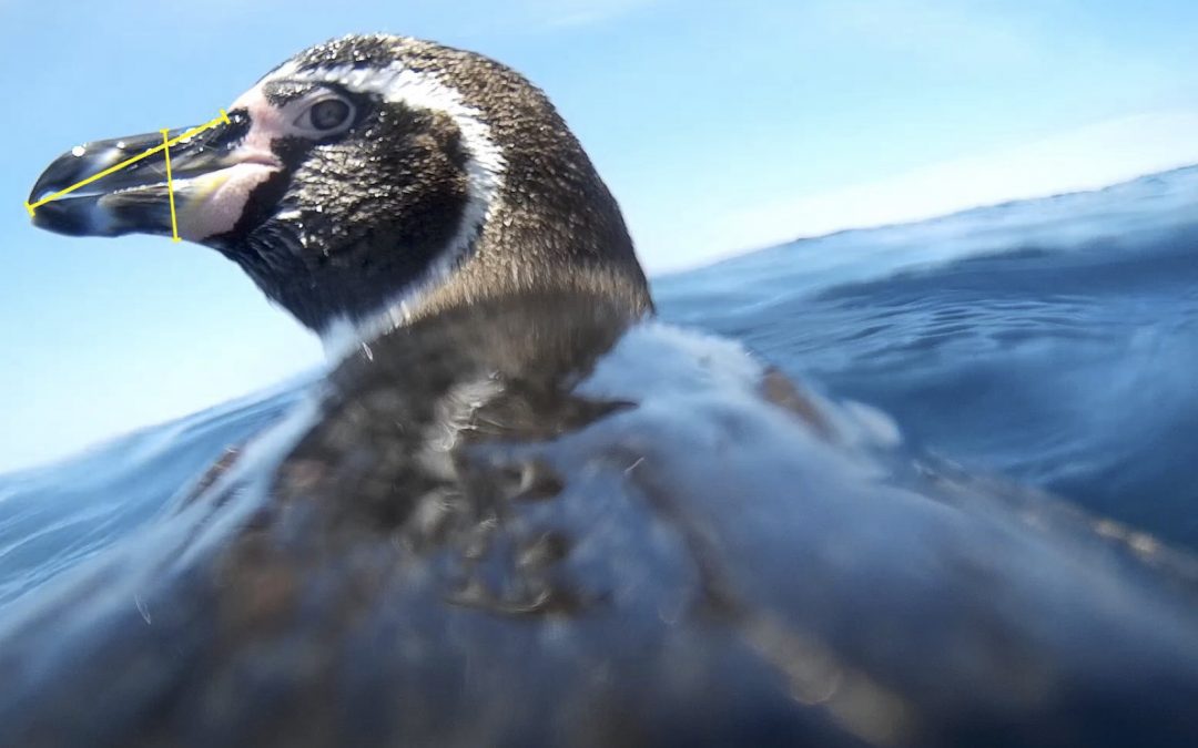 Article Spotlight: Correction factors for prey size estimation from PenguCams