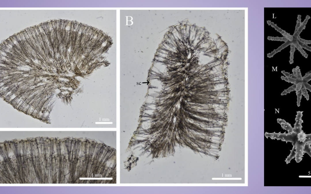 Article Spotlight: Potential transoceanic dispersal of Geodia cf. papyracea and six new tetractinellid sponge species descriptions within the Hawaiian reef cryptofauna