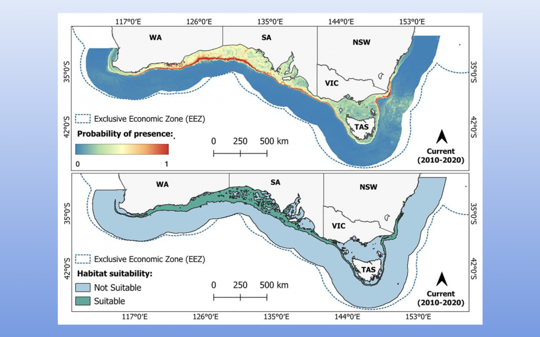 Article Spotlight: Future climate-driven habitat loss and range shift of the Critically Endangered whitefin swellshark Cephaloscyllium albipinnum