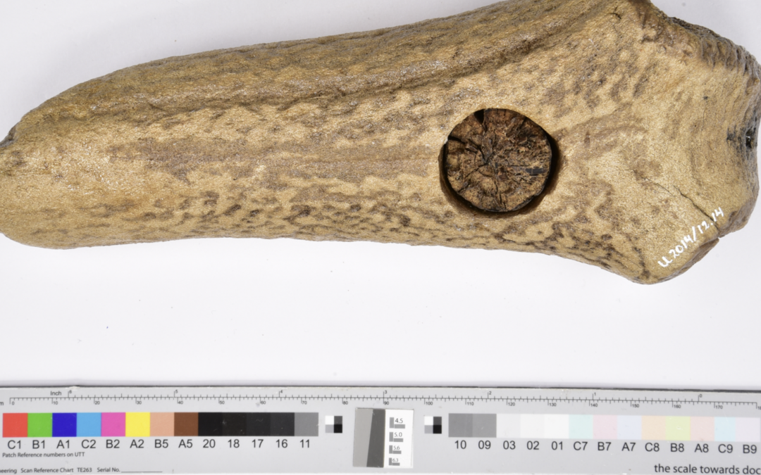 Article Spotlight: Making sense of fossils and artefacts: a review of best practices for the design of a successful workflow for machine learning-assisted citizen science projects