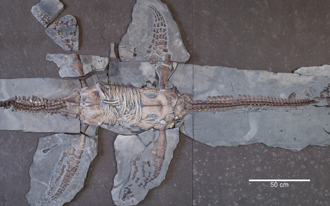 Article Spotlight: A new specimen of Plesiopterys wildi reveals the diversification of cryptoclidian precursors