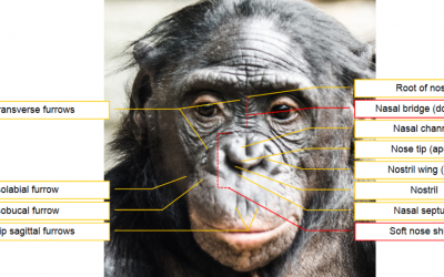 Article Spotlight: Adapting the facial action coding system for chimpanzees to bonobos