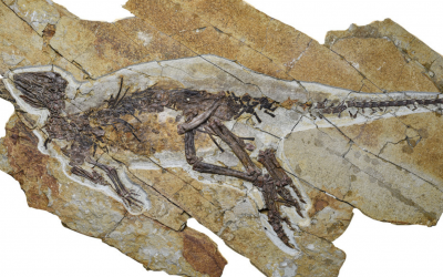Article Spotlight: A new neornithischian dinosaur from the Upper Jurassic Tiaojishan Formation