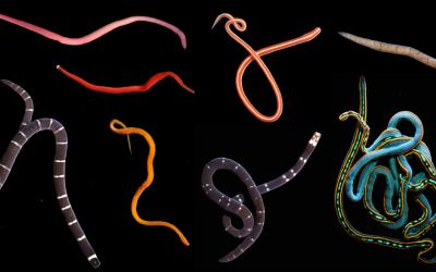 Article Spotlight: A hundred species, mostly new — first assessment of ribbon worm diversity