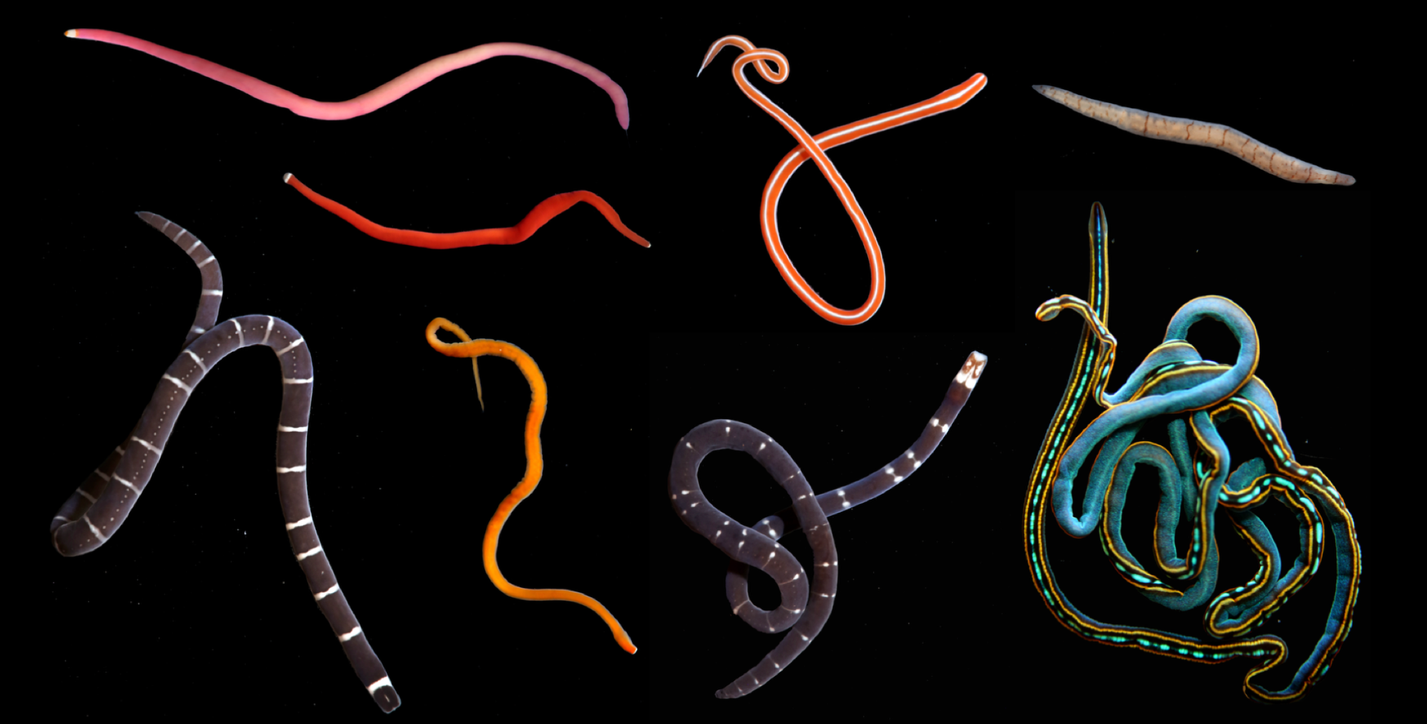 Article Spotlight: A hundred species, mostly new — first assessment of ribbon worm diversity