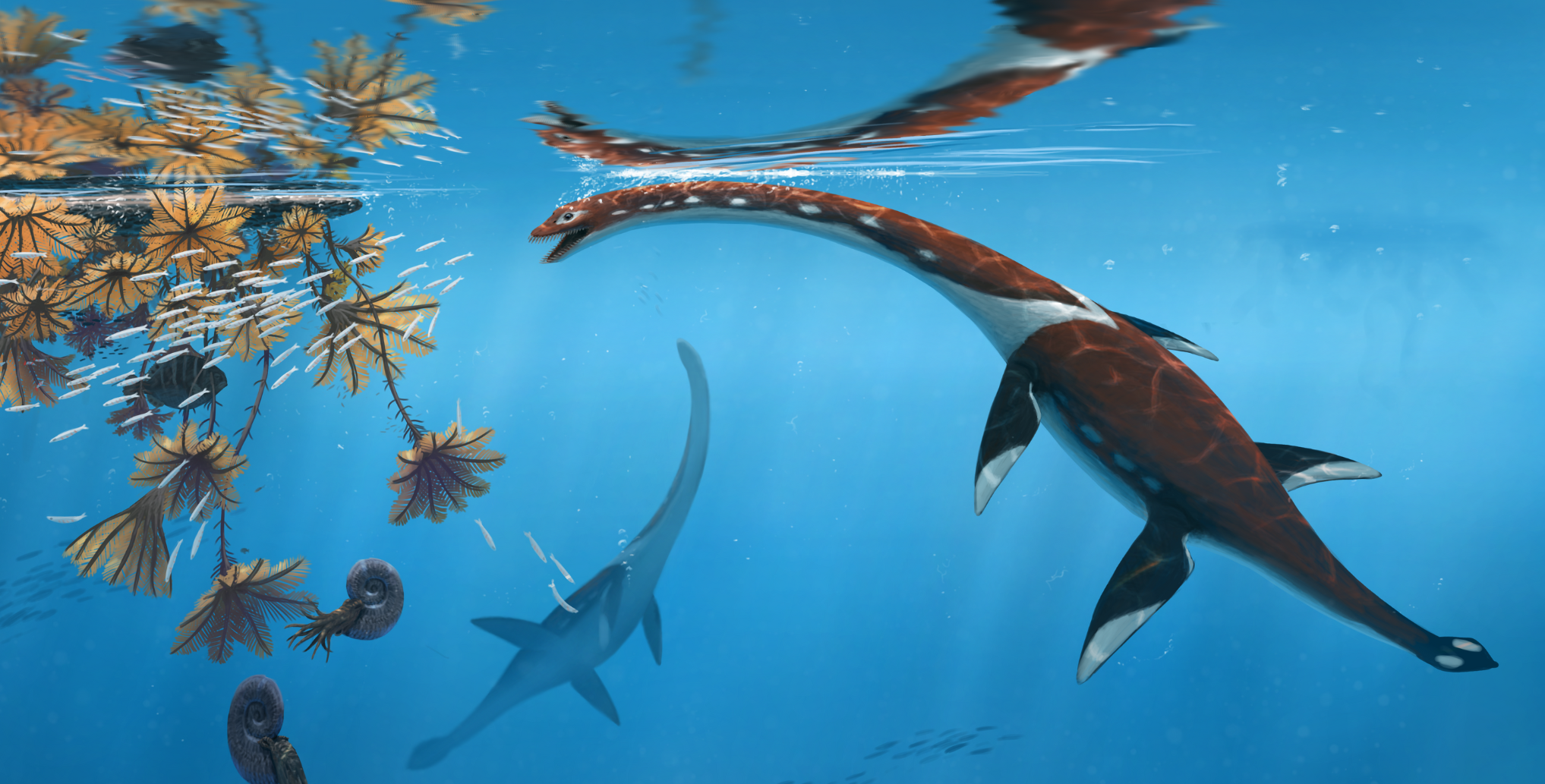 Article Spotlight: An unusual early-diverging plesiosauroid